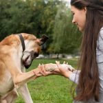 30 Basic Dog Commands You Must Know