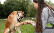 30 Basic Dog Commands You Must Know