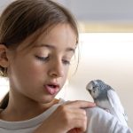Owning Pet Birds is the Best Decision