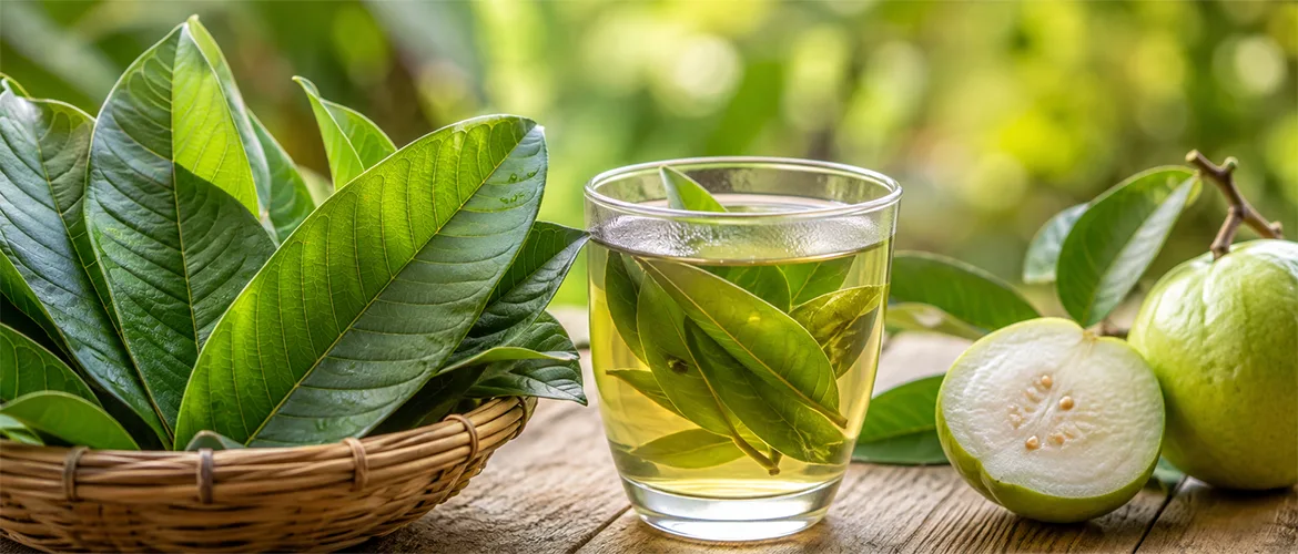 Guava Leaves Benefits and How to Use Them Safely